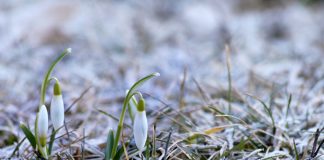 Primăvară timpurie. Vremea în perioada 2 februarie – 1 martie 2026