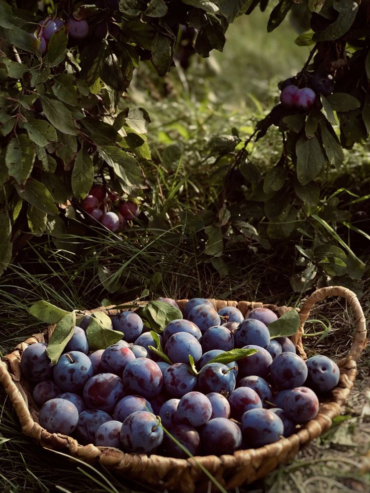 Prune - Jurnalist.ro Toamna