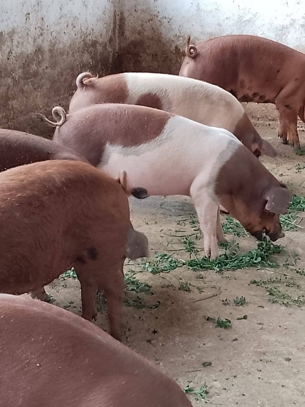 Guvernul României carne de porc